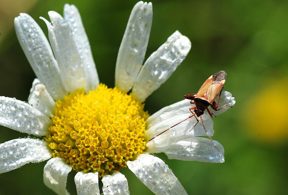 La vita in un fiore: terza parte